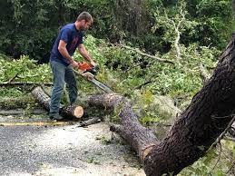 Lathrup Village, MI Tree Care  Company