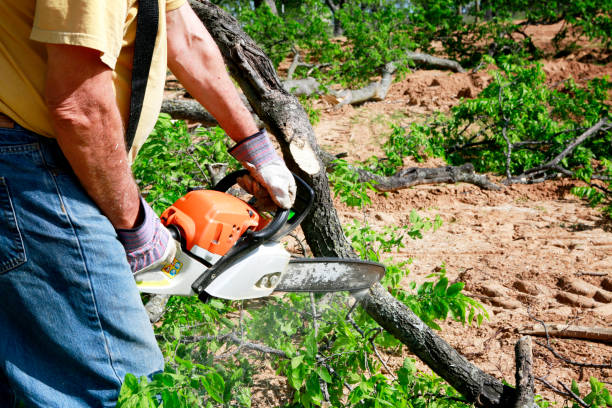 How Our Tree Care Process Works  in  Lathrup Village, MI